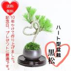 盆栽ショップわびさびの画像2