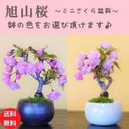 盆栽ショップわびさびの画像5