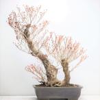 圧巻の極太幹！ツクモドウダンツツジ盆栽の魅力と育て方