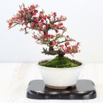 盆栽ショップわびさびの画像1
