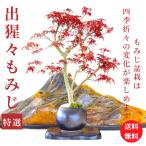 盆栽ショップわびさびの画像2