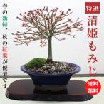 清姫もみじ　モミジ　盆栽　bonsai　