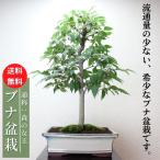 盆栽ショップわびさびの画像3