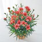 敬老の日 花-商品画像