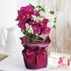 母の日 2025 ポイント10倍 ギフト プレゼント ブーゲンビレア チョコレートパフェ フラワーギフト 花_81008 お年賀 おすすめ