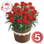 【母の日2026】カーネーション・感謝の気持ち5号 1853-901 フラワー 花 お取り寄せ お土産 ギフト プレゼント 特産品 おすすめ