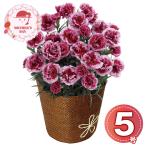 【母の日2026】カーネーション・プラムタルト5号 1853-963 フラワー 花 お取り寄せ お土産 ギフト プレゼント 特産品 おすすめ