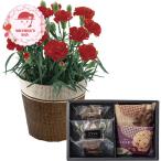 【母の日2026】カーネーションレッド4号&ホテルオークラ ケーキ＆ブラウニー＆クッキーアソート セット 1853-987 お土産 ギフト プレゼント おすすめ