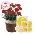 【母の日2026】ミニカーネーションレッド4号&月でひろった卵セット 1854-016 フラワー 花 スイーツ お取り寄せ お土産 ギフト プレゼント 特産品 おすすめ