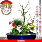  бонсай слива белый слива красные цветы сливы . белый слива сосна бамбук слива салон начинающий день рождения подарок .. хобби цветок подарок 