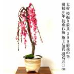  бонсай слива ветка сидэ . слива ... слива 200 передний последующий . есть бонсай начинающий салон Mini хобби подарок 