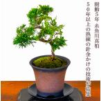 盆栽 真柏 入門種 樹齢5年 特撰 曲幹