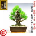  бонсай сосна . сосна ..13 год ... . произведение очень толстый .. [ сон .]