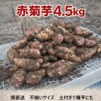  красный . клубень сырой . клубень земля имеется 4.5kg местного производства Gifu префектура производство сельское хозяйство дом отгрузка немедленная уплата корнеплоды овощи не комплект для бытового использования . покупка 