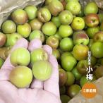  маленький слива примерно 5kg. для бытового использования Wakayama префектура производство белый ... маринованные сливы .ka licca li слива 