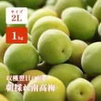 青梅 南高梅 1kg 2Lサイズ 秀品 直送 梅干し 梅酒 梅シロップ 紀州 和歌山 朝採れ南高梅