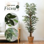 人工観葉植物 フェイクグリーン Ficu