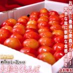 大粒さくらんぼ 約1kg L〜2Lサイズ 青森県産 贈答規格 お中元に最適な美しい見た目と抜群の味!佐藤錦・紅秀峰を筆頭に旬のサクランボを厳選