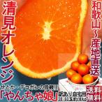 産地直送 やんちゃ娘 清見オレンジ 約10kg 38〜60玉 和歌山県産 訳あり品 家庭用のお得なタンゴール！みかんの聖地、和歌山より直送