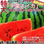 超大玉スイカ 約9〜12kg 1玉 4L〜6Lサイズ 贈答規格 千葉県産 秀品 富里・山武・成田など県内屈指の産地厳選! 割れて届いた時の返品交換対応有り