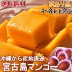 ショッピングマンゴー 産地直送 宮古島マンゴー 沖縄産 約2kg 4〜8玉 訳あり品 産地箱入り 家庭用 生産量日本一の宮古島が誇るアップルマンゴー！