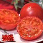 土佐まほろばトマト 2kg 16〜32玉 高知県産 贈答規格 こだわりの栽培で濃厚な味と甘さのフルーツトマト！