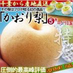 かおり梨 約5kg 5〜10玉 大玉サイズ 秀品〜優品 千葉県産 贈答可能 生産量の少ない幻の梨!爽やかな甘い香りと優秀な味わい