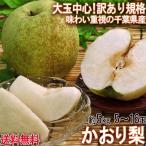 かおり梨 約5kg 5〜16玉 訳あり品 千葉県産 家庭用 生産量の少ない幻の梨!爽やかな甘い香りと優秀な味わい