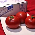 シュガートマト Bianco 高糖度フルーツトマト 約800g 2S〜Lサイズ 高知県産 贈答規格 糖度8度保証のブランド野菜！