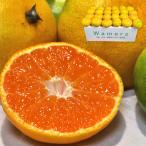 . мир. юг способ мандарин Ehime префектура производство примерно 3kg 2S~M размер высшее . сырой ~. сырой товар вид маленький шар ограничение JA... юг свет сенсор ...... сырой . река и т.п. 