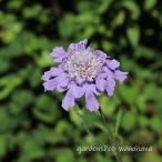 蝦夷松虫草 (エゾマツムシソウ)※2027年開花見込み。