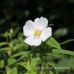 姫野牡丹 白花 (ヒメノボタン シロバナ)※2026年開花終了。2027年開…