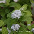 小紫陽花 (コアジサイ)※2026年開花見込み。