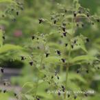 黒花引起こし (クロバナヒキオコシ)