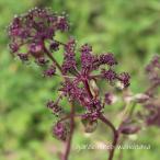 . бамбук (nodake)*2025 год цветение конец.2026 год цветение ожидания. наземный часть . прекращает .. отправить случается.