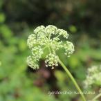 野竹 白花 (ノダケ シロバナ)