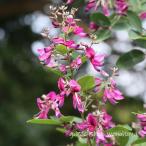 琉球萩 (リュウキュウハギ)