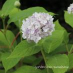 手毬咲き玉紫陽花 (テマリタマアジサイ)