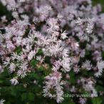 . фиолетовый Tang сосна (tsuk олень лама tsu)