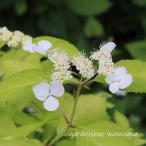ショッピングアジサイ ヤマアジサイ 雨山黄金 (ヤマアジサイ アメマコガネ)