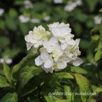 ヤマアジサイ 白扇 (ヤマアジサイ ハクセン)