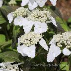 ヤマアジサイ 伊予白 (ヤマアジサイ イヨシロ)