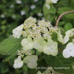 ショッピングアジサイ ヤマアジサイ 右近(ヤマアジサイ ウコン)