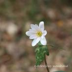雪割一華 白花 (ユキワリイチゲ シロバナ)※2026年9月植え替え済み。根…