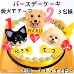 ショッピングバースデーケーキ 犬用ケーキ/愛犬モチーフ/バースデー/3名様/６号