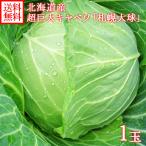  Sapporo большой лампочка 1 шар 7-10kg передний и задний (до и после) Hokkaido производство супер огромный капуста Hokkaido прямая поставка от производителя производство прямой овощи мясо толщина .. очень большой большой шар большой капуста 10 месяц средний .-11 месяц сверху .