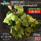  sauna товары vi hita сырой 3шт.@ Hokkaido белый береза. лист aroma wiskbihita палатка sauna low ryuu