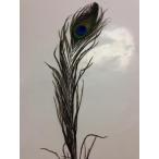 ピーコックアイ Proグレード1本パック S