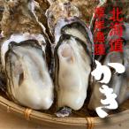 牡蠣　カキ　贈りもの　北海道厚岸で漁獲、殻付き牡蠣　【LLサイズ20個】★カキナイフ付き