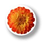  цветок жестяная банка значок CBFL002 Dahlia георгина 